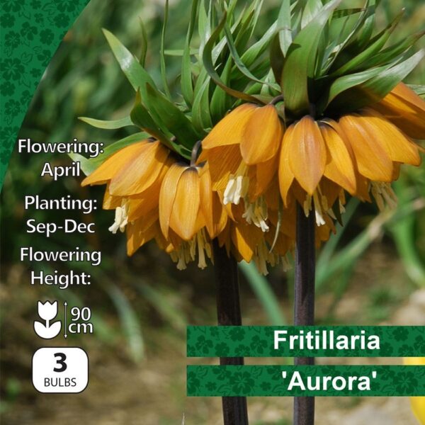 FRITILLARIA IMPERIALIS AURORA BULBS