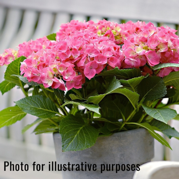 HYDRANGEAS 14CM