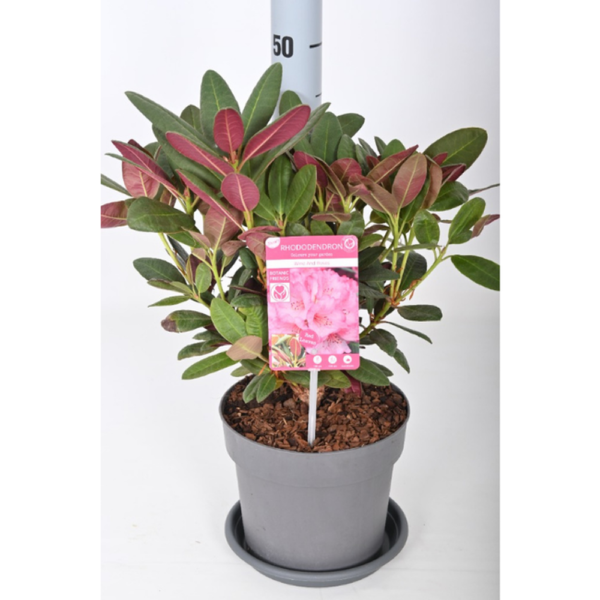 RHODODENDRON WINE & ROSES