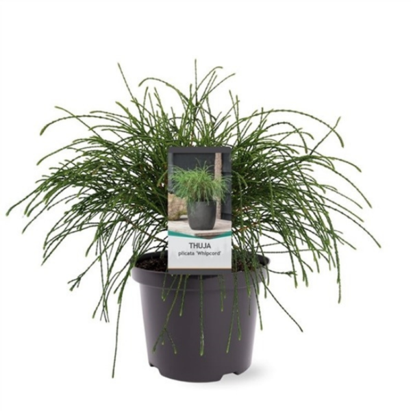 THUJA PLICATA WHIPCORD