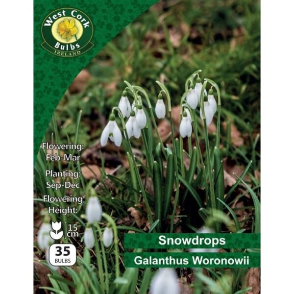 Snowdrops Galanthus woronowii 35 bulbs pack 5/6