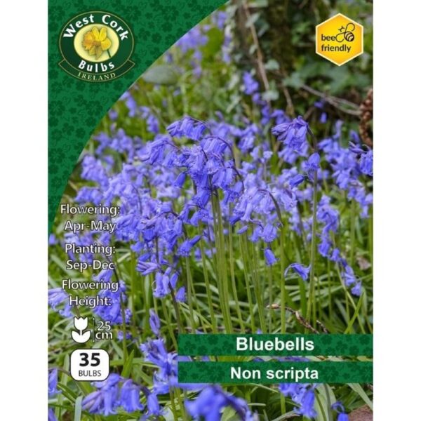 Bluebells Non Scripta 35 bulbs size 6/7