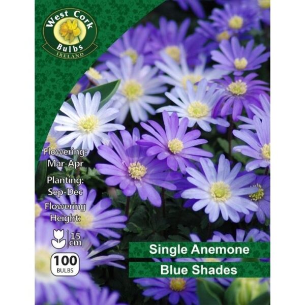 Anemone blanda Blue Shades 100 bulbs