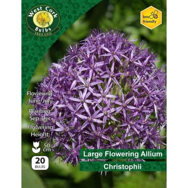 Allium Christophii 20 bulbs