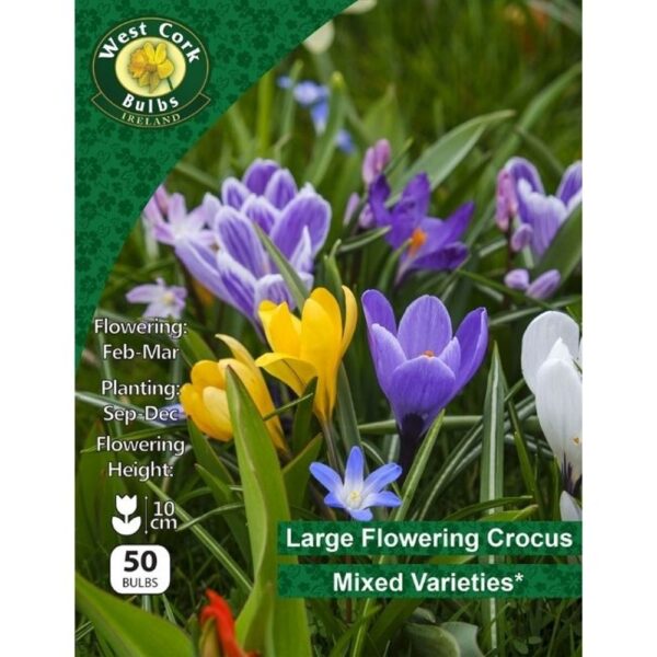 CROCUS LARGE FLOWERING MIXED 50 BULBS