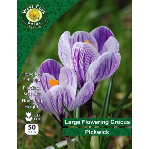 CROCUS LARGE FLOWERING PICKWICK 50 BULBS