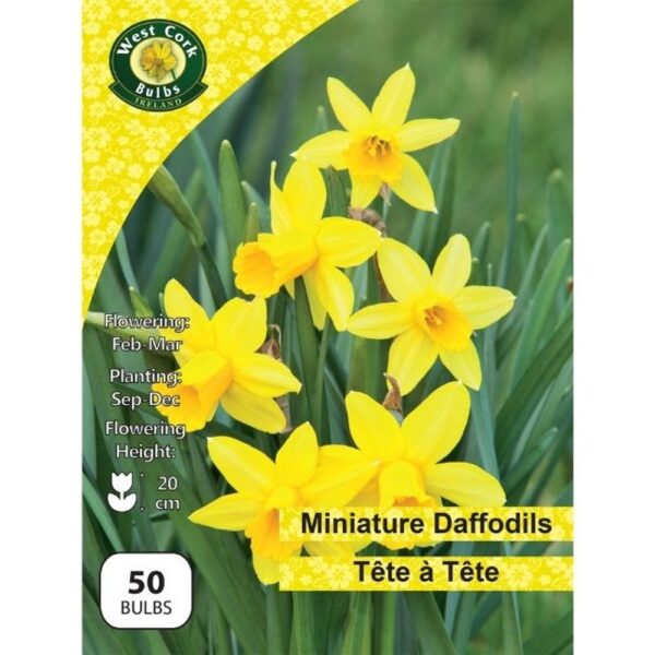 TETE A TETE DWARF DAFFODILS 50 BULBS