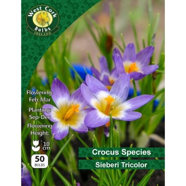 CROCUS SIEBERI TRICOLOUR 50 BULBS