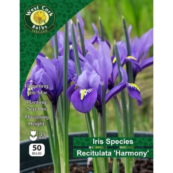 IRIS RECTICULATA HARMONY 50 BULBS