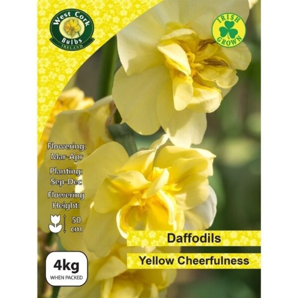 YELLOW CHEERFULNESS DAFFODILS 4KG