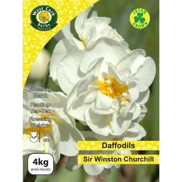 WINSTON CHURCHILL DAFFODILS 4KG