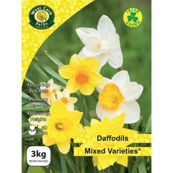 DAFFODIL BULB MIX VARIETIES 3KG