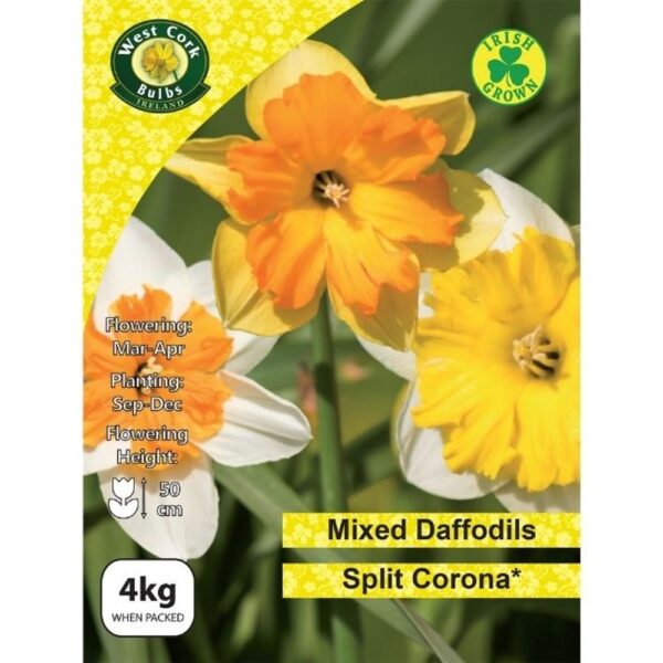 DAFFODILS MIXED SPLIT CORONA 4KG