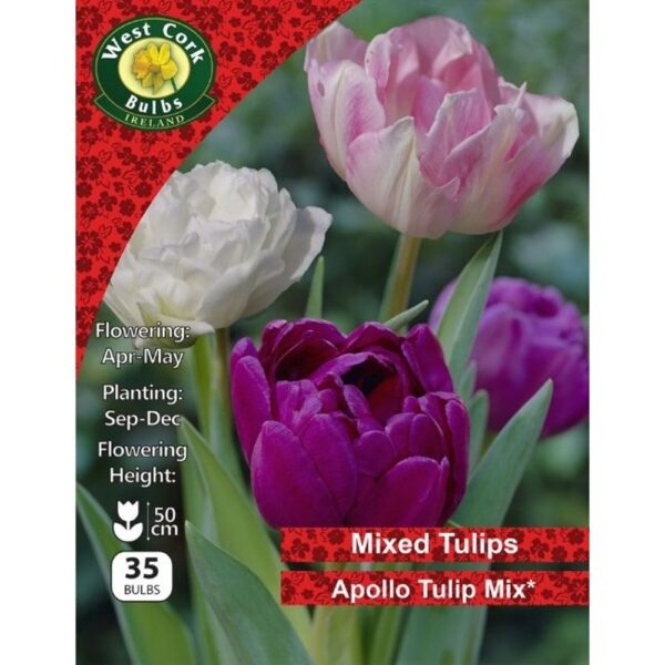 APOLLO TULIP MIX
