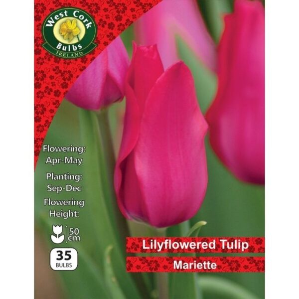 TULIP LILYFLOWERED MARIETTE