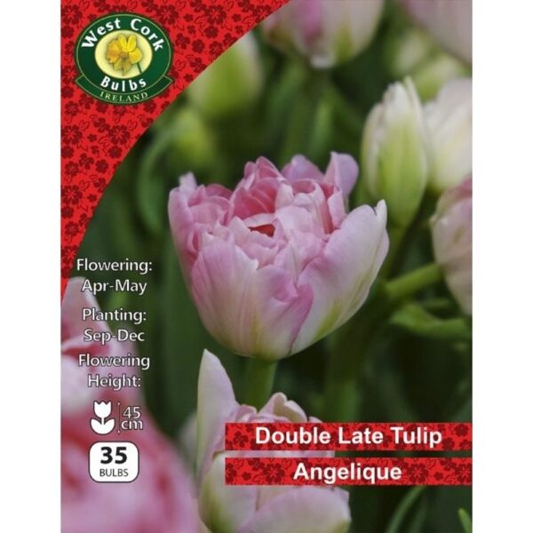 TULIP DOUBLE ANGELIQUE