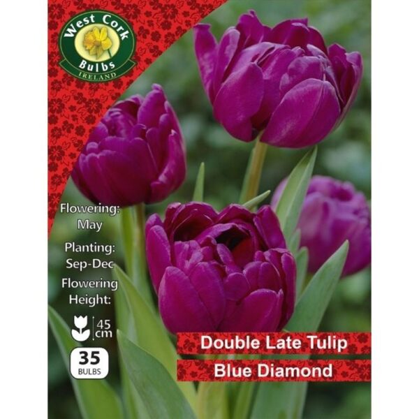 TULIP DOUBLE BLUE DIAMOND BULBS