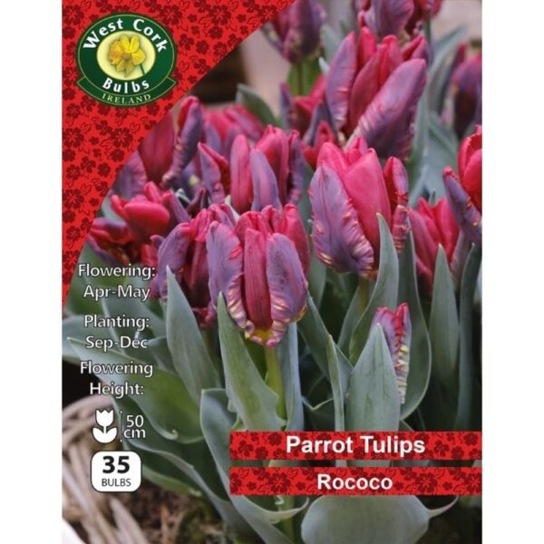 TULIP PARROT ROCOCO BULBS