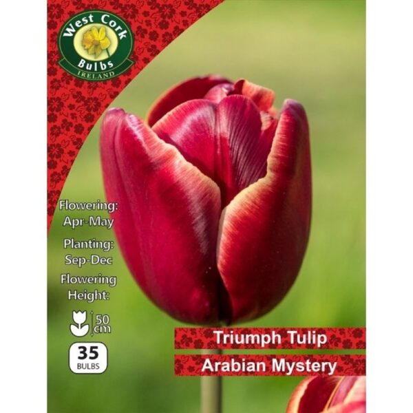 TULIP SINGLE ARABIAN MYSTERY BULBS