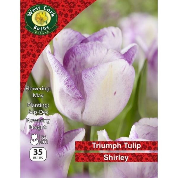 TULIP SINGLE SHIRLEY BULBS