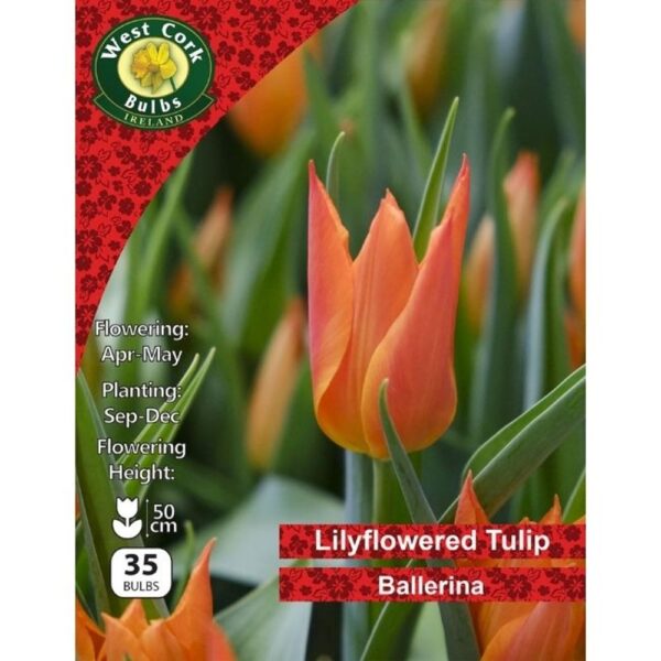TULIP LILYFLOWERING BALLERINA BULBS