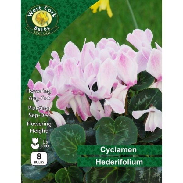 CYCLAMEN HEDERIFOLIUM BULBS