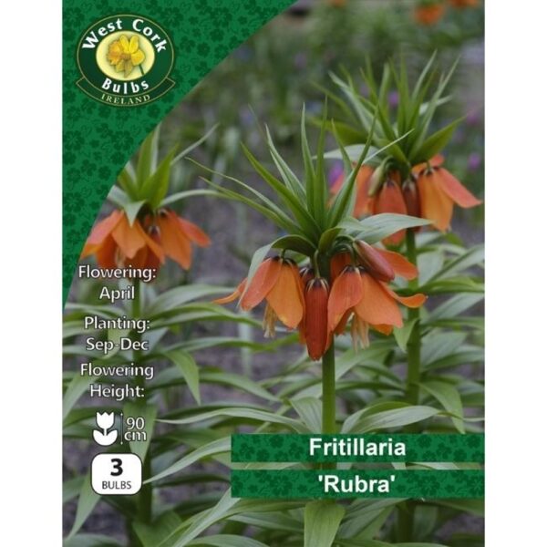 FRITALLARIA IMPERIALIS RUBRA BULBS
