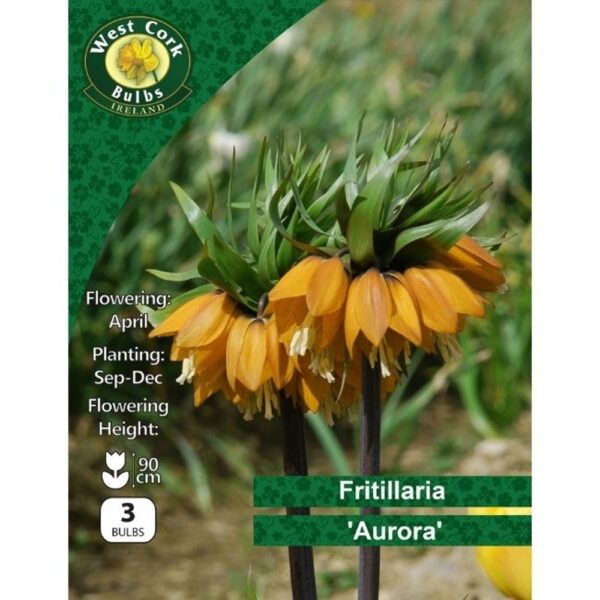 FRITILLARIA IMPERIALIS AURORA BULBS - Image 2