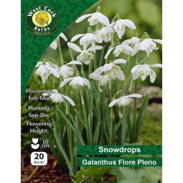 SNOWDROPS GALANTHUS NIVALIS DOUBLE FLORE PLENO BULBS
