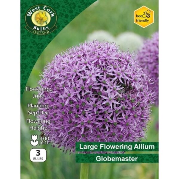 ALLIUM GLOBEMASTER BULBS