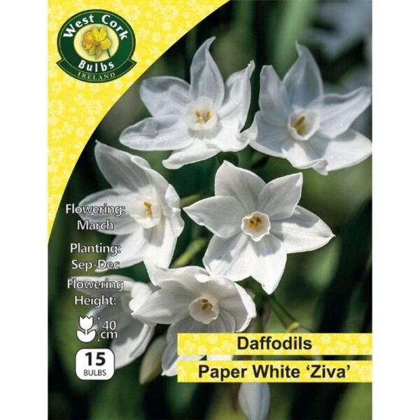 PAPERWHITE DAFFODILS ZIVA BULBS