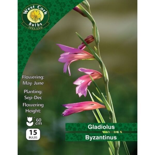 GLADIOLI COMMUNIS BYZANTINUS BULBS