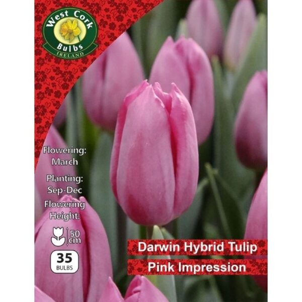 TULIP PINK IMPRESSION BULBS