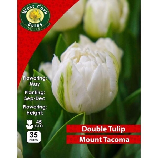 TULIP MOUNT TACOMA