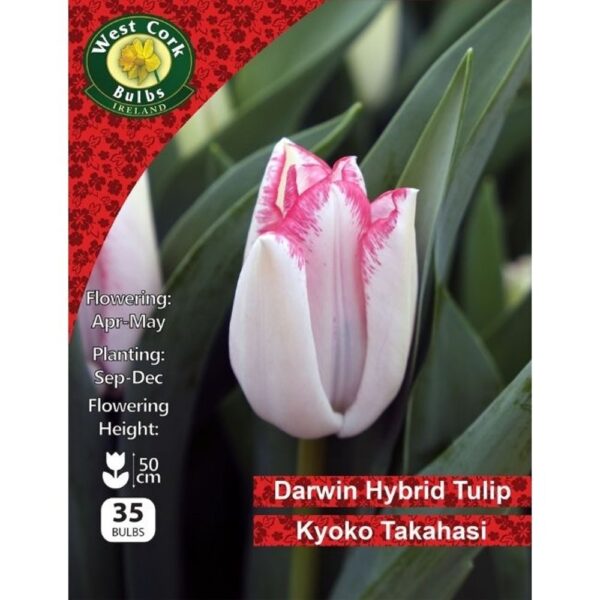 TULIP KYOKO TAKASHI BULBS