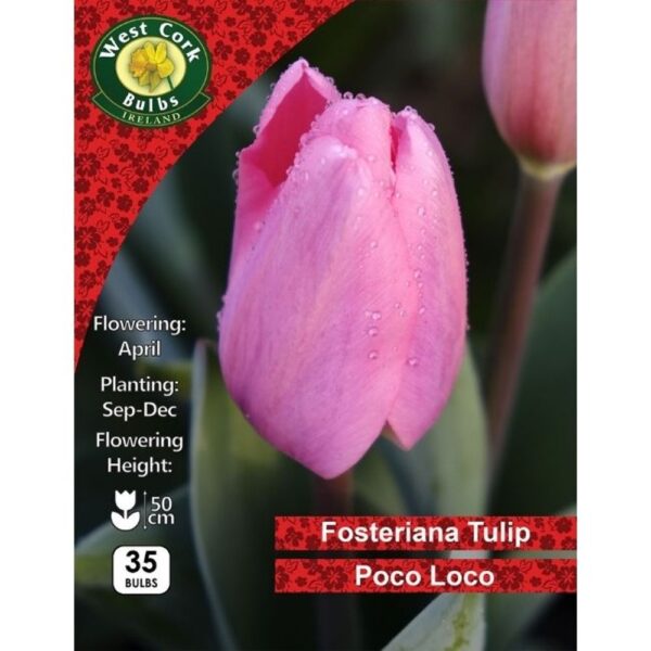 TULIP POCO LOCO BULBS
