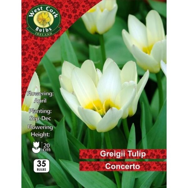 TULIP CONCERTO BULBS