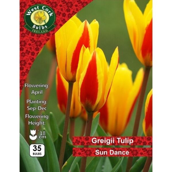TULIP SUNDANCE BULBS