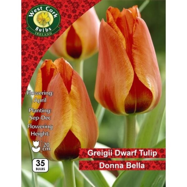 TULIP DONNA BELLA BULBS