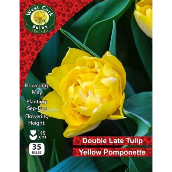ALLIUM OSTARA BULBS