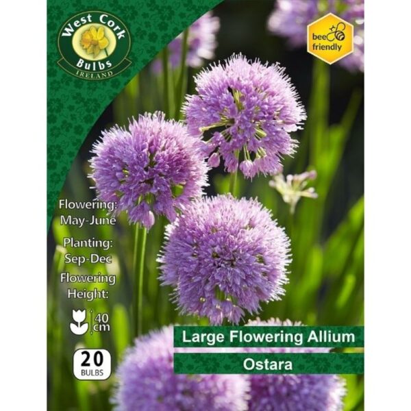 ALLIUM OSTARA BULBS - Image 2
