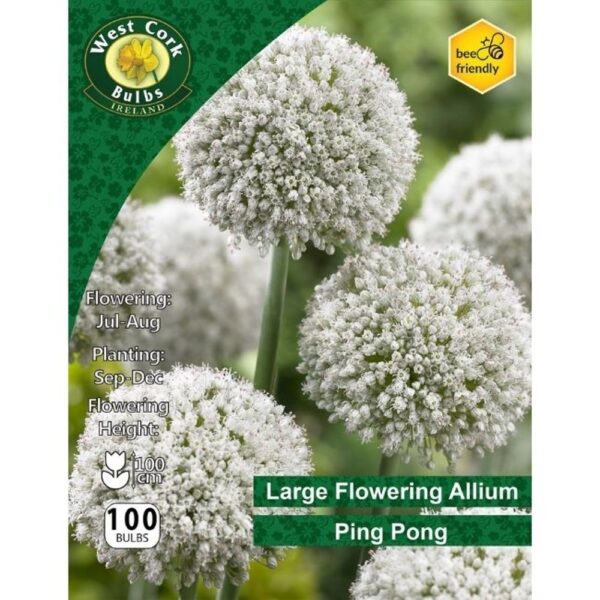 ALLIUM PING PONG BULBS