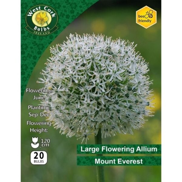 ALLIUM MOUNT EVEREST BULBS