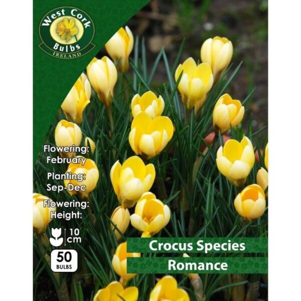 CROCUS ROMANCE BULBS