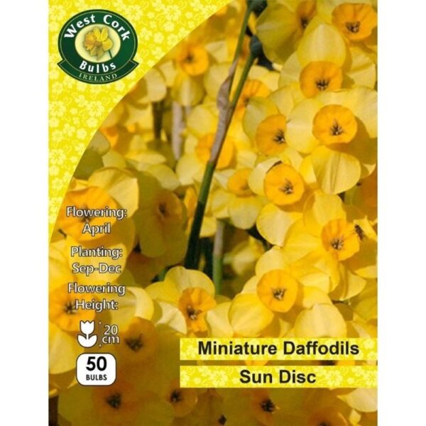 DAFFODIL SUNDISC BULBS