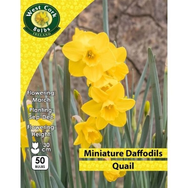 DAFFODIL QUAIL BULBS