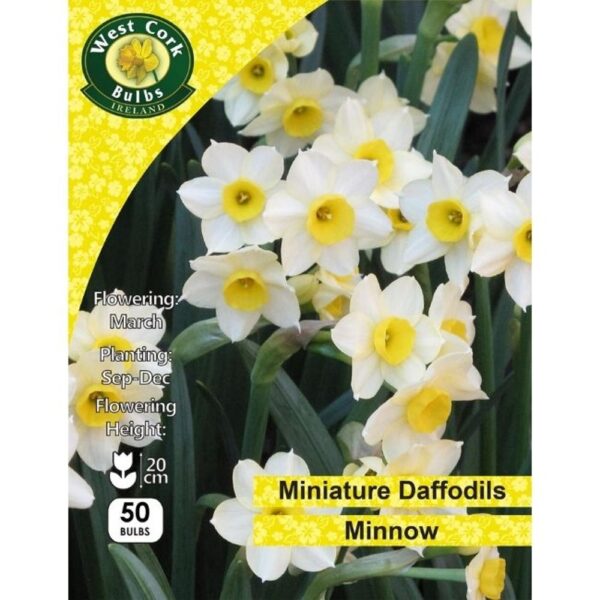 DAFFODIL MINNOW BULBS