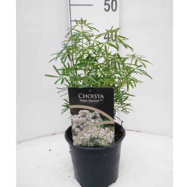 CHOISYA TERNATA WHITE DAZZLER