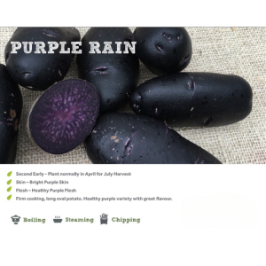 PURPLE RAIN SEED POTATOE 2KG