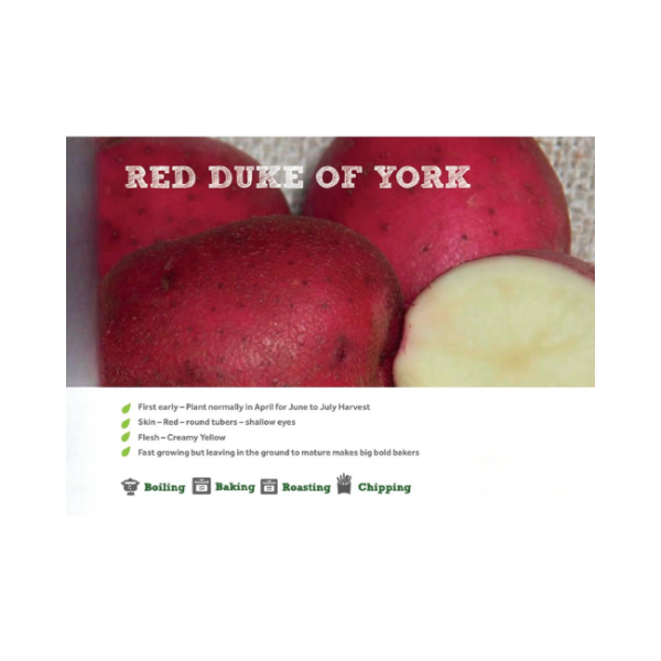RED DUKE OF YORK SEED POTATOES 2KG